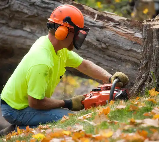 tree services Cedar Point